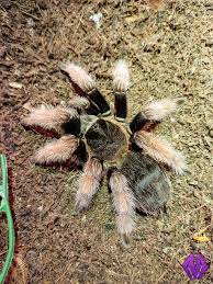 Image result for Brachychloa