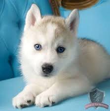 Why Does It Have To Be So Cute I Love The Blue Eyes Blue Eyed Husky Puppy Husky With Blue Eyes Puppies With Blue Eyes