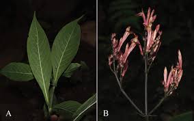 Image result for Justicia sp. A cf. engleriana