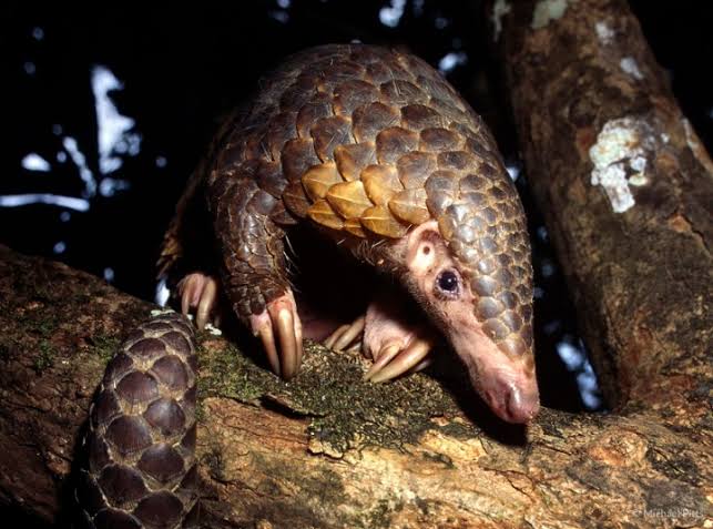 Sunda Pangolin: A species you can help through our Borneo appeal