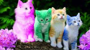 Their eyes are just so sweet. Cute Kitten Cat Colorful Learning Color Video For Kids Funny Educational Videos For Kids Toddlers Youtube