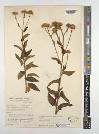 Image result for Anisopappus chinensis