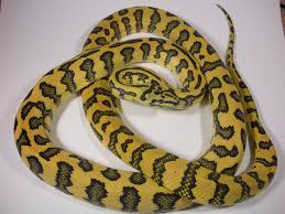 Also, there are numerous morphs as a result of the selective breeding of this species. Jaguar Coastal Carpet Python