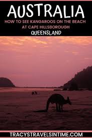 The Best Time To See Cape Hillsborough Kangaroos Tracy S Travels In Time Australia Backpacking Australia Australia Vacation