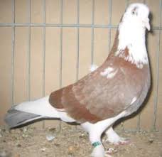 Pester hochflieger pesti kèk keringö blaue budapester hochflieger. Hannover2005