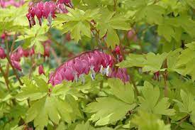 Dicentra spectabilis 'gold heart' is a classic beauty with one marvelous variation on the original: Gold Heart Bleeding Heart Dicentra Spectabilis Gold Heart In Burlington Waterdown Dundas Ontario Ontario On At Connon Nurseries