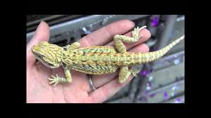 Maybe you would like to learn more about one of these? Baby Hypo Red Leatherback Bearded Dragons Youtube