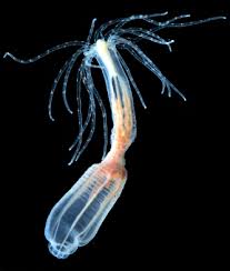 Image result for Aneilema nyasense