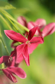 Image result for Combretum celastroides