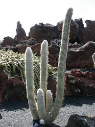 I have had no luck wintering over the. Espostoa Melanostele Peruvian Old Lady World Of Succulents