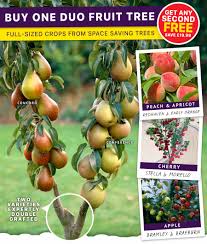 They need another tree for pollination, and not just one of the same variety, but a different variety of the same fruit. Yougarden Com Duo Fruit Trees Buy One Get One Free Milled