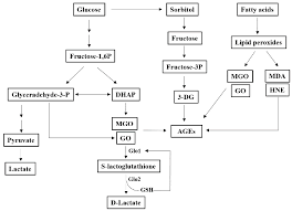 Splitting the molecule in half producing two new daughter cells or 2 molecules of a carbon compound Ijms Free Full Text Glyoxalase System In The Progression Of Skin Aging And Skin Malignancies Html