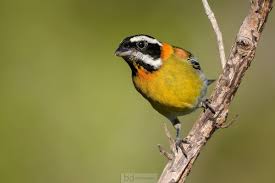 Puerto Rican Spindalis Spindalis Portoricensis Birds Online Birds Puerto Ricans