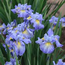 Maybe you would like to learn more about one of these? Iris Sibirica Cape Cod Boys Walters Gardens Inc