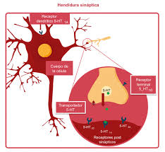 En biología y ecología, los factores abióticos o componentes abióticos son los componentes químicos y físicos sin vida del medio ambiente que afectan a los organismos vivos y al funcionamiento de los ecosistemas. Factores Biologicos En La Depresion Ifightdepression Es