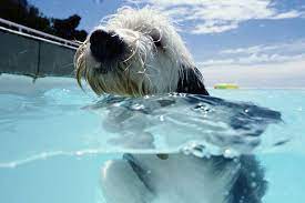 Bring water along on any exercise excursion with your dog. How To Teach Your Dog To Swim