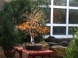 Franklin Park Conservatory Columbus Ohio By Vasenka Via Flickr Japanese Garden Franklin Park Conservatory Outdoor Decor