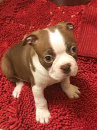 Check spelling or type a new query. Akc Boston Terrier Puppies Cheap Online