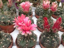 Gymnocalycium Baldianum Cactus Cacti Succulent Real Live Plant Cacti Succulents Home Garden