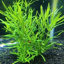 Image result for Pogostemon aquaticus