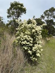 Image result for Melaleuca sp. A (Biegel 5741)