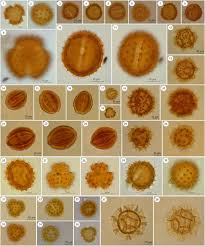 Image result for Bothriocline ruwenzoriensis