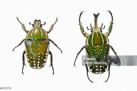 Image result for Macrotyloma africanum