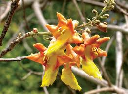 Image result for Gmelina