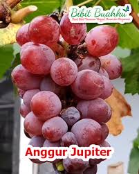 Kumpulan gambar sketsa hitam putih yang bisa didownload gratis dalam ukuran besar untuk bisa dicetak dan diwarnai. Jual Bibit Anggur Jupiter Anggur Tanpa Biji Dengan Ukuran Buah Yang Besar Dan Rasa Yang Manis Bibit Buahku
