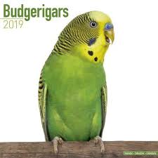 September Bird Of The Month Budgerigars 2019 Calendar The Budgerigars Calendar 2019 Will Make A Welcome Addition To Your Office Or Home With Thirteen Colo Budgerigar Budgies Budgies Bird