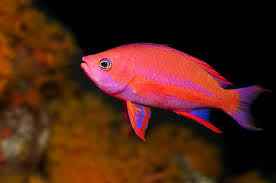 Anthias Akvaryum