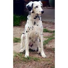 Long Hair Dalmatian Domestic Dog Dalmatian Pet Dogs