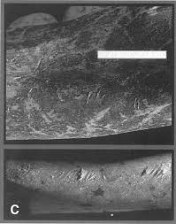 Last image of uruguayan flight 571, before it crashed in the andes on october 13th, 1972. Neanderthal Cannibalism Is Less Surprising Than You Think Ars Technica