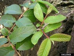 Maybe you would like to learn more about one of these? Yellow Leaves On A Guava Tree Reasons For Guava Leaves Turning Yellow