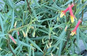 Image result for Scleria laxiflora