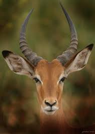 Ears And Eyes On You By Joseph G Holland In 2020 Animals Beautiful Animals South African Animals