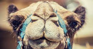 51 of the most beautiful places in the world. How Do You Judge A Camel Beauty Pageant 2ser