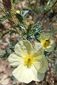 Image result for Argemone ochroleuca