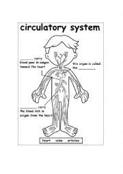 Coloring pages grade science worksheets picture inspirations circulates reading spelling grammar fourth circulatory system. Circulatory System Worksheets