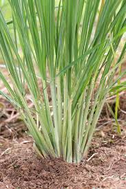 Honeyed minced sun dried radish, garlic, white onion, chopped cashew nuts. Growing Planting Lemongrass General Planting Growing Tips