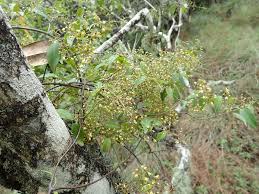 Image result for Secamone delagoensis