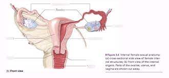 Female anatomy includes the external genitals, or the vulva, and the internal reproductive organs. Internal Female Anatomy Front Diagram Quizlet