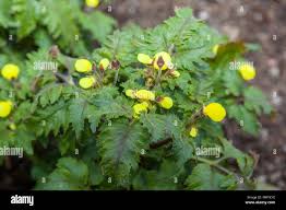 Image result for Calceolaria tripartita