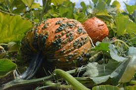 Siegers' latest creation, knuckle head pumpkins are the only warty pumpkins genetically designed to be 12 to 16 pounds (5.5 to 7.5 kg), bred larger specifically for the purpose of being carved into. Bunch O Warts F1 Pumpkin Powdery Mildew Resistant Semi Bush