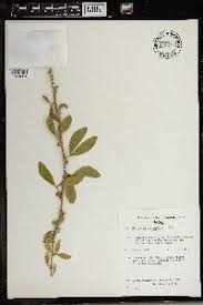 Image result for Balanites pedicellaris