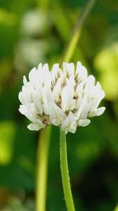 Image result for Trifolium repens