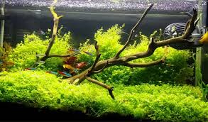 25 Jenis Tanaman Aquascape Bagus Untuk Akuarium Bibit Online