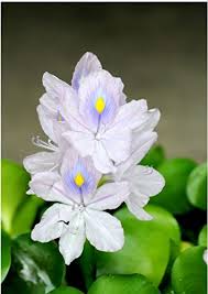Pin By Yasmin On Water Hyacinth In 2021 Plants Pond Plants Water Hyacinth