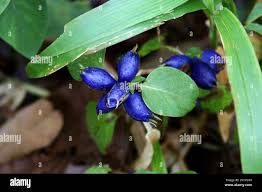 Image result for Pavetta decumbens