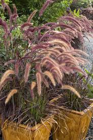 Neither the flowers nor the fruit are ornamentally significant. Purple Fountain Grass